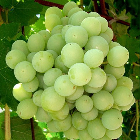 Саджанці Винограду Талісман (Кеша-1) - середнього терміну , великоплідний, урожайний