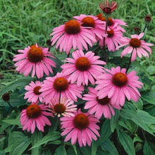 Ехінацея пурпурна Magnus (Магнус) Р9