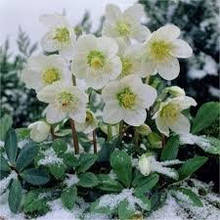 Морозник ( Helleborus )