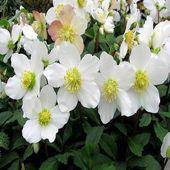 Морозник Niger ( Helleborus Niger ) у контейнері
