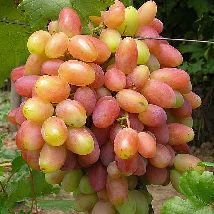 Саджанці Винограду Ювілей Новочеркаська - раннього терміну, урожайний, великоплідний, фото 1