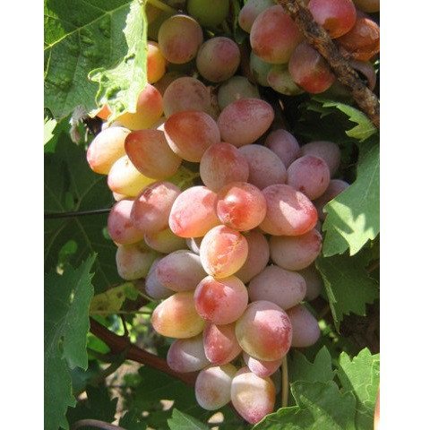 Саджанці Винограду Аладдін - раннього терміну, урожайний, морозостійкий, фото 1