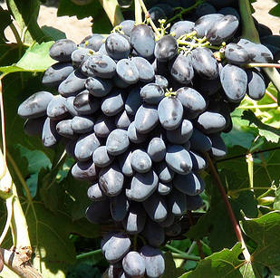 Саджанці Винограду Атос - супер раннього строку, урожайний, великоплідний