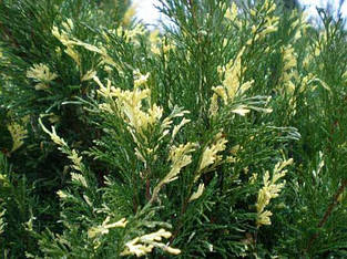 Ялівці (juniperus)