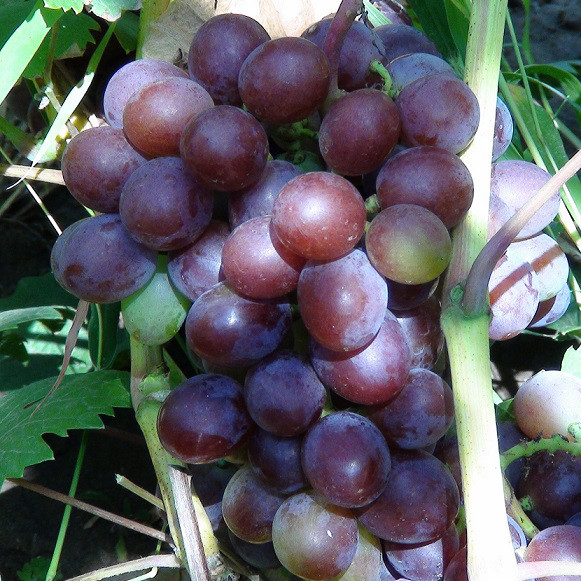 Саджанці Винограду Вишенька - раннього терміну, морозостійкий, транспортабельний, фото 1