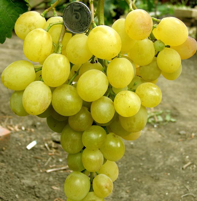 Саджанці Винограду Озон - раннього терміну, урожайний, морозостійкий, фото 1
