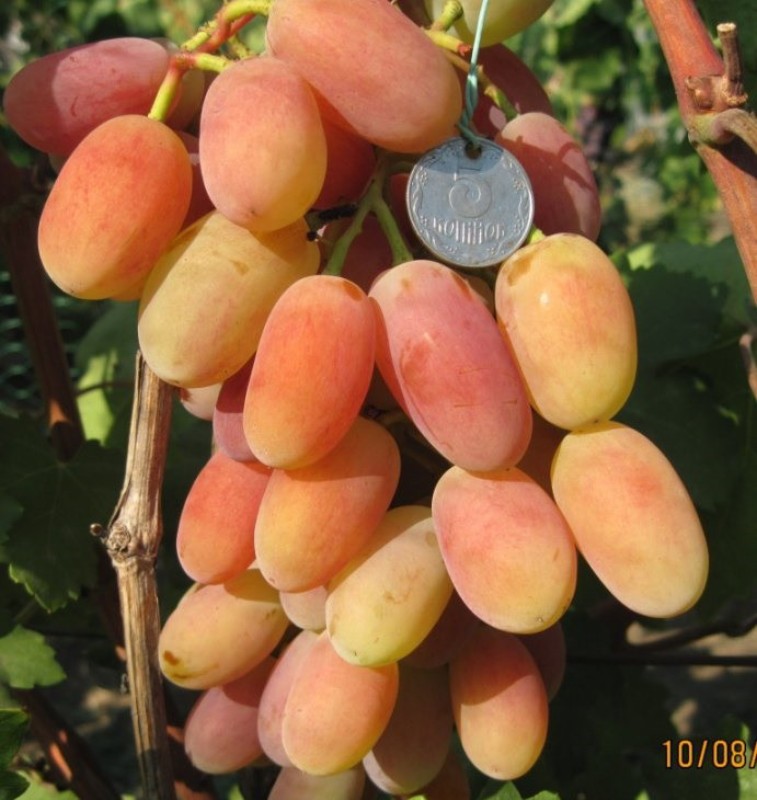 Саджанці Винограду Шахерезада - супер раннього строку, морозостійкий, товарний, фото 1