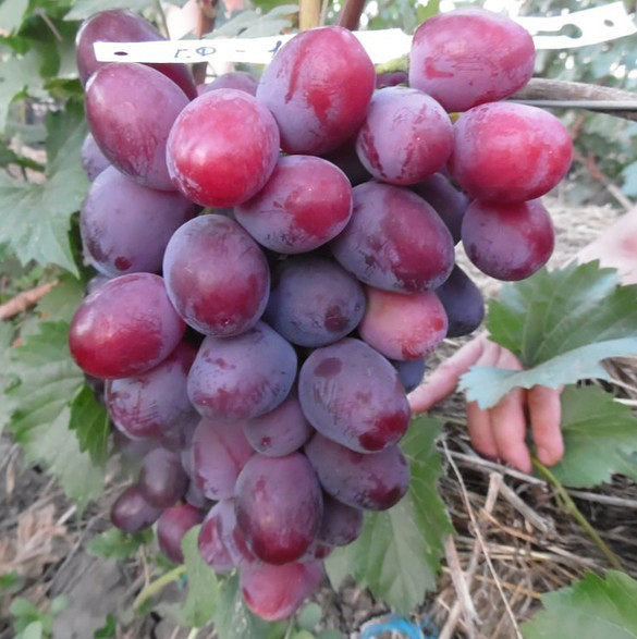 Вегетуючі саджанці Винограду Еверест - раннього терміну, великоплідний, морозостійкий, фото 1