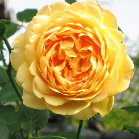 Саджанці  англійської троянди Голден Селебрейшен (Golden Rose Celebration)