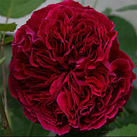 Саженцы английской розы Дарк Леди (Rose The Dark Lady)