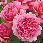 Саджанці англійської троянди Принцес Олександра оф Кент (Rose Princess Alexandra of Kent), фото 2