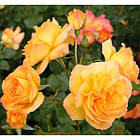 Саджанці кущової троянди Сахара (Rose Sahara), фото 3