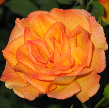 Саджанці кущової троянди Сахара (Rose Sahara)