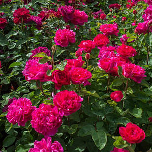 Саджанці англійської троянди Софі Роуз (Sophy's Rose)