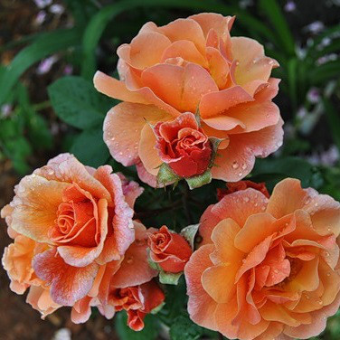Саджанці кущової троянди Арабія (Rose Arabia)