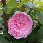 Саджанці  англійської троянди Олівія Роуз Остін (Rose Olivia Rose Austin), фото 2