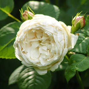 Саджанці англійської троянди Фаєр Б'янка (Rose Fair Bianca)