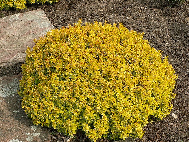 Барбарис Тунберга Tiny Gold 3 річний, Барбарис Тунберга Тини Голд, Berberis thunbergii Tiny Gold