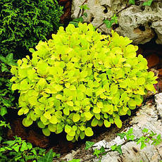 Барбарис Тунберга Tiny Gold 2 річний, Барбарис Тунберга Тіні Голд, Berberis thunbergii Tiny Gold, фото 3