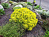 Барбарис Тунберга Tiny Gold 3 річний, Барбарис Тунберга Тини Голд, Berberis thunbergii Tiny Gold, фото 7