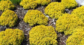 Барбарис Тунберга Tiny Gold 2 річний, Барбарис Тунберга Тіні Голд, Berberis thunbergii Tiny Gold, фото 4