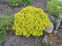 Барбарис Тунберга Tiny Gold 2 річний, Барбарис Тунберга Тіні Голд, Berberis thunbergii Tiny Gold, фото 5