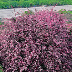 Барбарис Тунберга Pink Queen 4 річний, Барбарис Тунберга Пінк Квін, Berberis thunbergii Pink Queen, фото 3