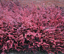 Барбарис Тунберга Pink Queen 3 річний, Барбарис Тунберга Пінк Квін, Berberis thunbergii Pink Queen, фото 2