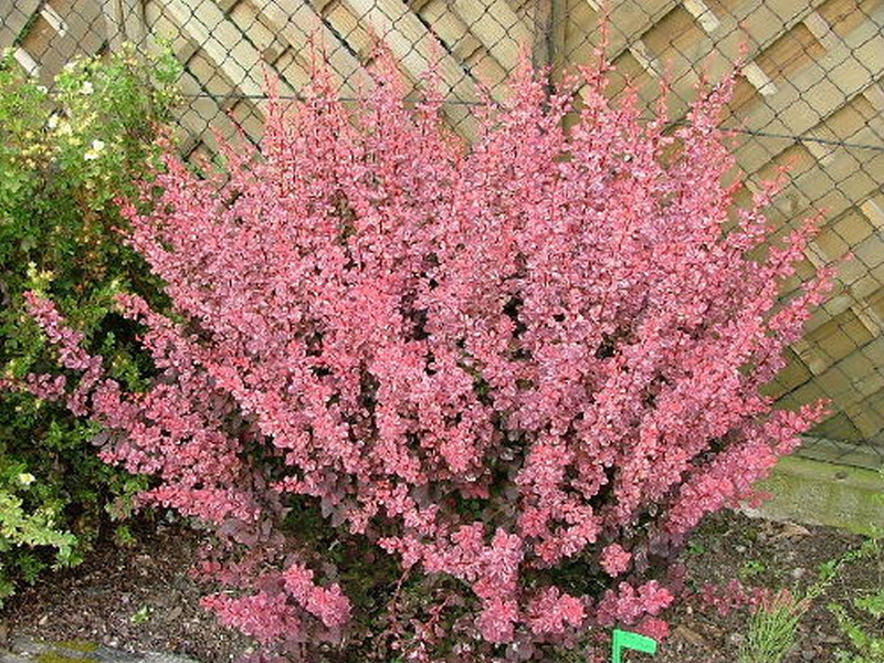 Барбарис Тунберга Pink Queen 2 річний, Барбарис Тунберга Пинк Квин, Berberis thunbergii Pink Queen
