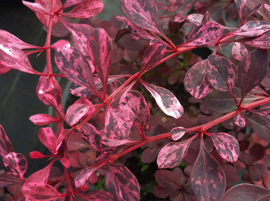 Барбарис Тунберга Pink Queen 4 річний, Барбарис Тунберга Пінк Квін, Berberis thunbergii Pink Queen