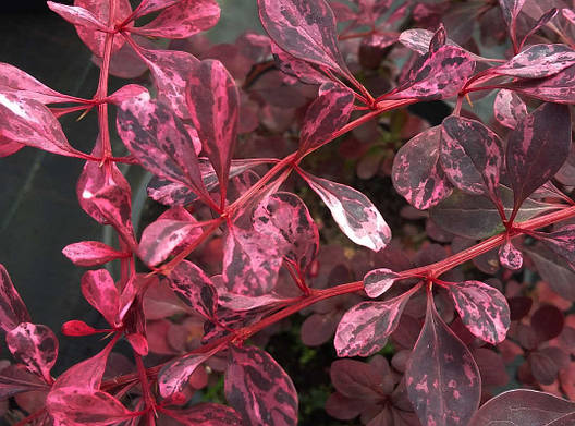 Барбарис Тунберга Pink Queen 4 річний, Барбарис Тунберга Пінк Квін, Berberis thunbergii Pink Queen, фото 1