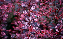 Барбарис Тунберга Pink Queen 4 річний, Барбарис Тунберга Пінк Квін, Berberis thunbergii Pink Queen, фото 6