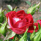 Саджанці бордюрної троянди Мейди (Rose Maidу), фото 2