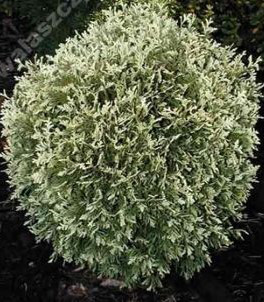 Туя західна Gold Pearl 2 річна, Туя западная Голд Перл, Thuja occidentalis Gold Pearl