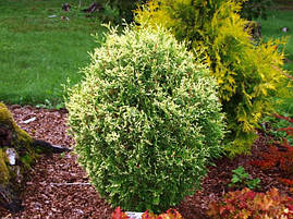 Туя західна Gold Pearl 3 річна, Туя західна Голд Перл, Thuja occidentalis Pearl Gold, фото 2