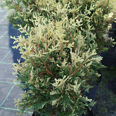 Туя західна Gold Pearl 3 річна, Туя західна Голд Перл, Thuja occidentalis Pearl Gold, фото 3