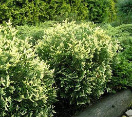 Туя західна Gold Pearl 3 річна, Туя західна Голд Перл, Thuja occidentalis Pearl Gold, фото 2