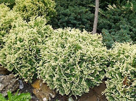 Туя західна Gold Pearl 3 річна, Туя західна Голд Перл, Thuja occidentalis Pearl Gold, фото 3