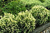 Туя західна Gold Pearl 2 річна, Туя западная Голд Перл, Thuja occidentalis Gold Pearl, фото 7