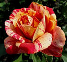 Саджанці бордюрної троянди  Пінк Оранж (Rose Pink Orange), фото 2