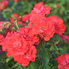 Саджанці кущової троянди Корал Дрифт (Rose Coral Drift), фото 3