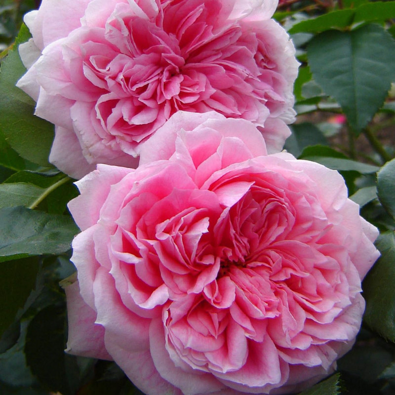 Саджанці кущової троянди Курфюрстин Софі (Rose Kurfurstin Sophie)