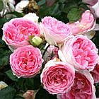 Саджанці кущової троянди Курфюрстин Софі (Rose Kurfurstin Sophie), фото 2