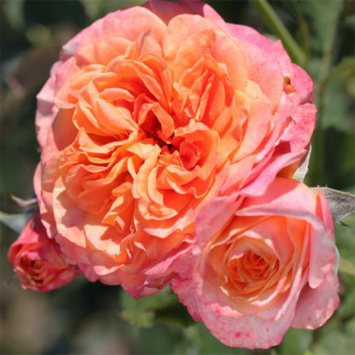 Саджанці кущової троянди Ла Вілла Котта (La Rose Villa Cotta)