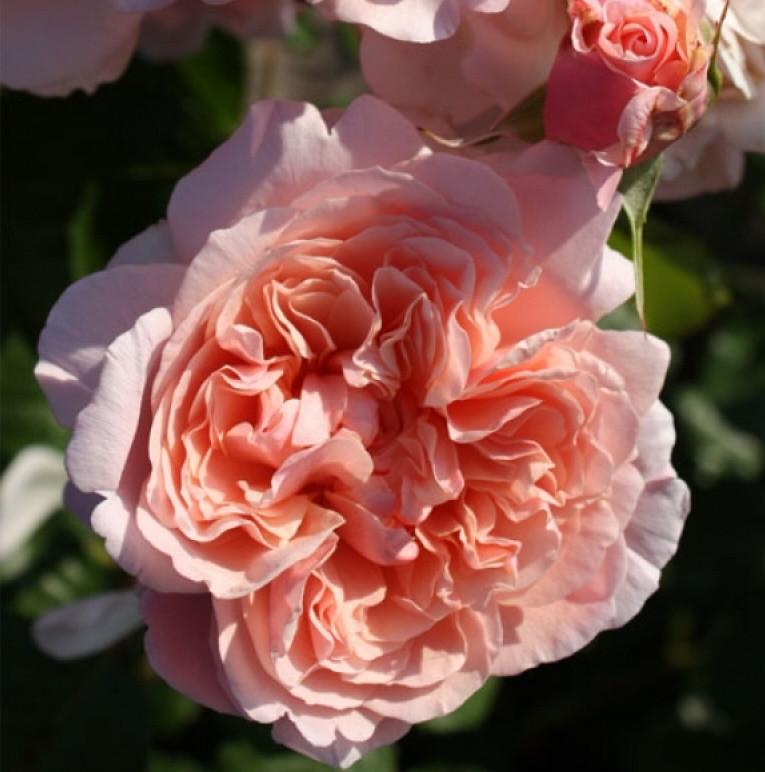 Саджанці плетистої троянди Роз де Толбіак (Rose Rose de Tolbiac)