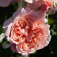 Саженцы плетистой розы Роз де Толбиак (Rose Rose de Tolbiac)