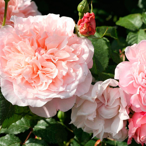 Саженцы плетистой розы Роз де Толбиак (Rose Rose de Tolbiac) - фото 2 - id-p642610772