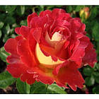 Саджанці паркової троянди Декор Арлекін (Decor Arlequin), фото 3