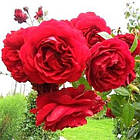Саджанці плетистої троянди Бельканто (Rose Belkanto), фото 2