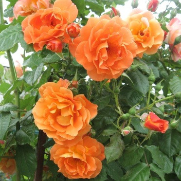 Саженцы плетистой розы Вестерленд (Rose Westerland) - фото 1 - id-p642671278